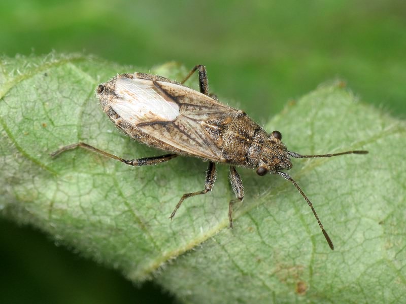 Ortholomus punctipennis (Herrich-Schäffer, 1838)